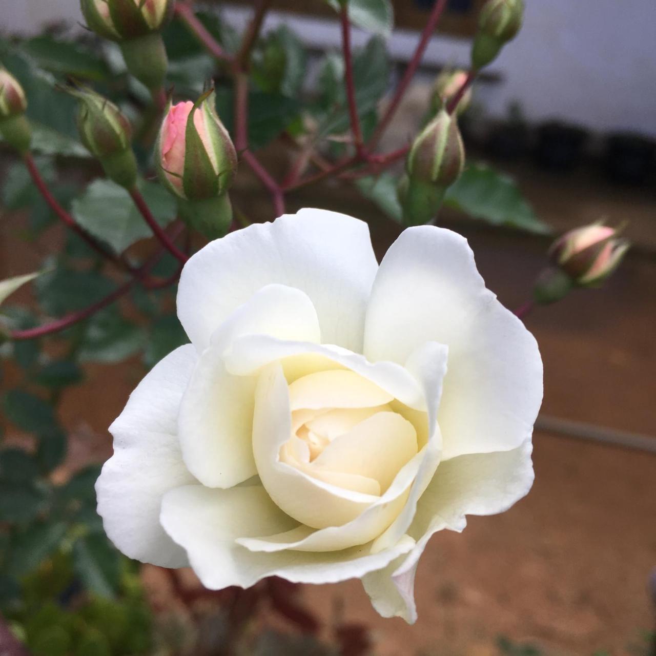 Adisham Village Home Beragala エクステリア 写真